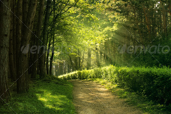 summer time forest