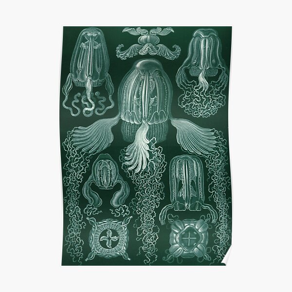 Cobumedusae – Cube Jellyfish – Ernst Haeckel, Art Forms of Nature Poster by adaba