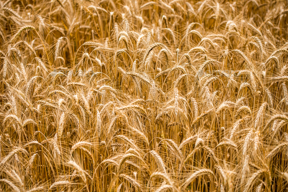 Background of ears of golden ripening wheat