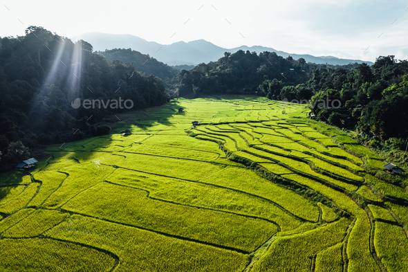 Rice field ,Aerial view of rice fields