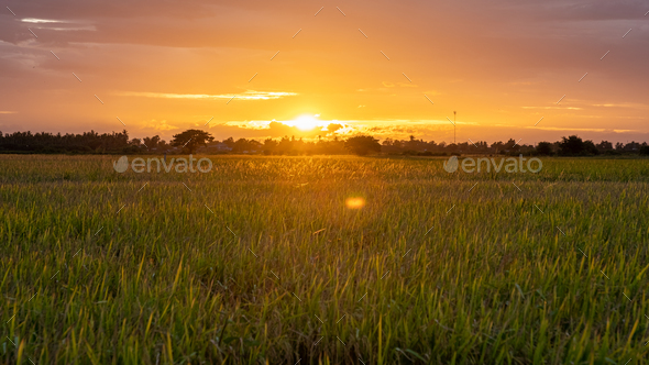 Rice field in central Thailand, paddy field of rice during rain monsoon season in Thailand