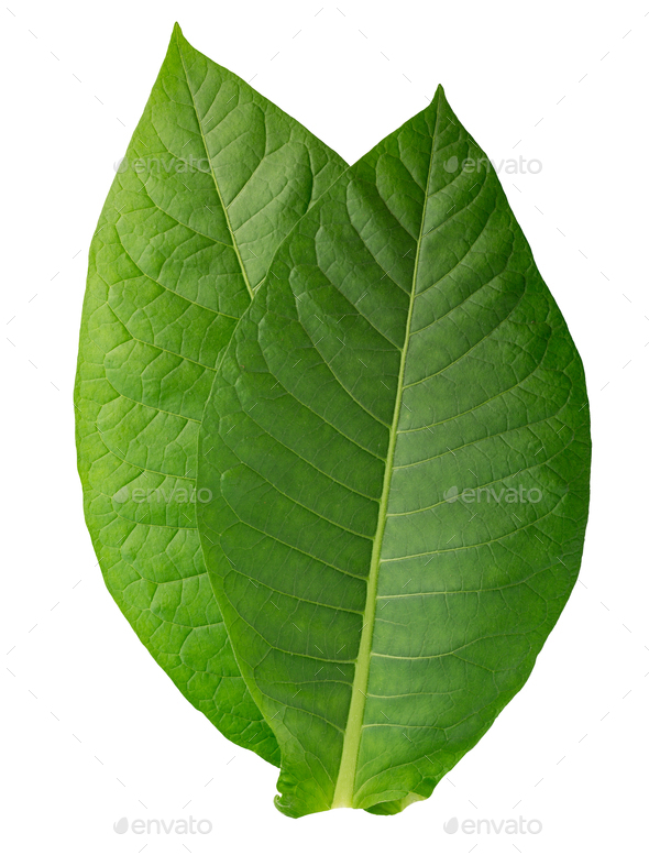 Virginia tobacco  leaves (Nicotiana tabacum foliage), fresh, isolated