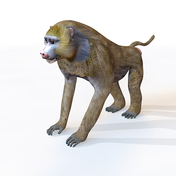 Baboon Monkey 3d model