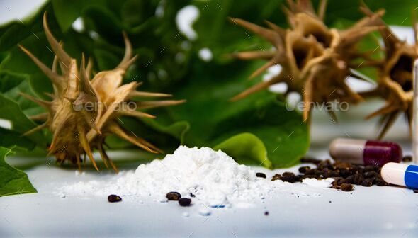 burundanga seeds, leaves, capsules and powder